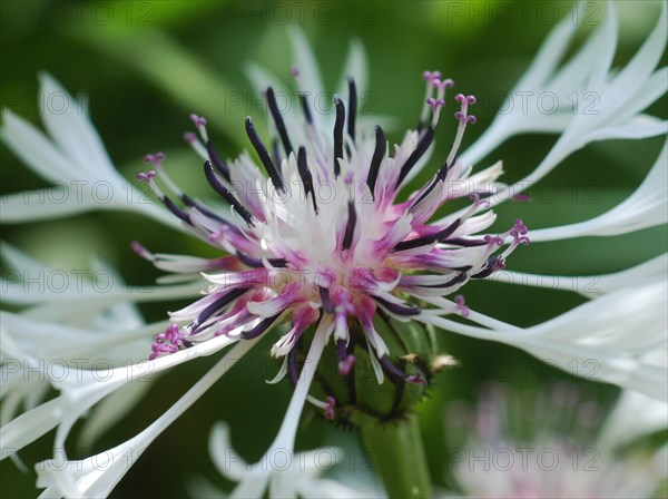 Centaurea "Amethyst in Snow"