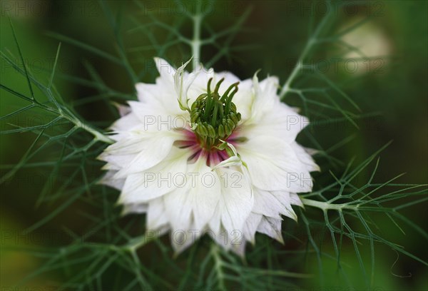 Nigelle de Damas