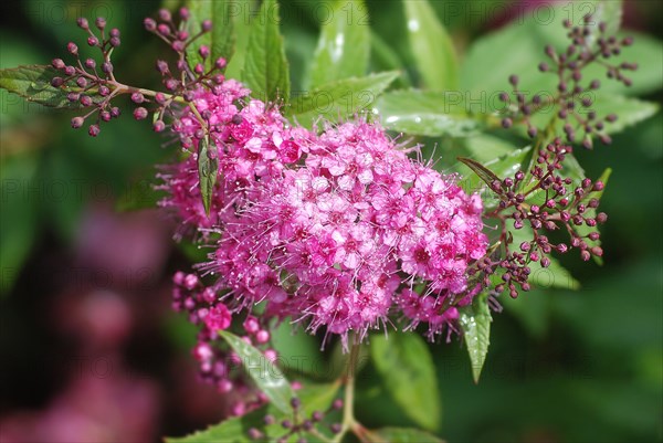 Filipendula purpurea