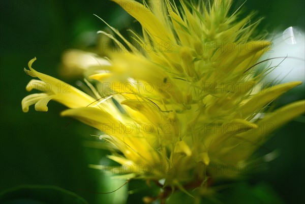 Schaueria flavicoma (Golden Plume)