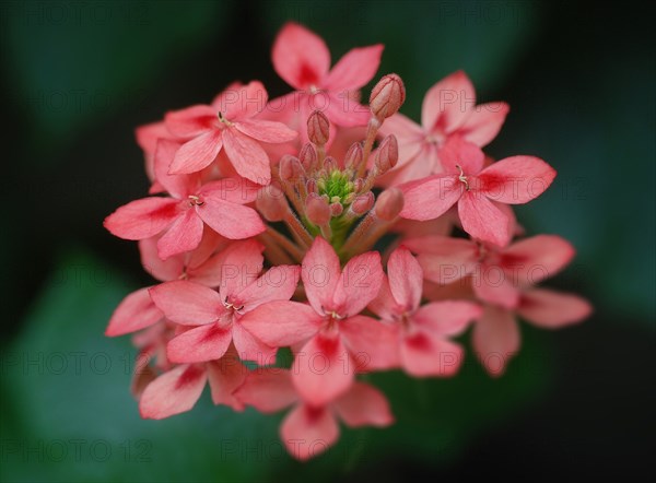 Hydrangea macrophylla