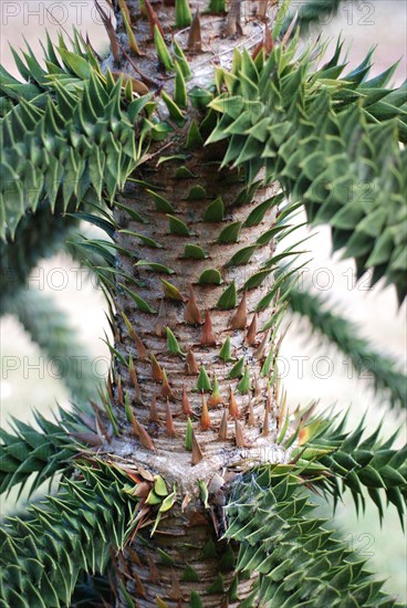 Monkey puzzle trunk