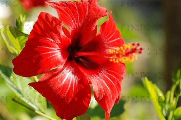 Hibiscus Rose de Chine