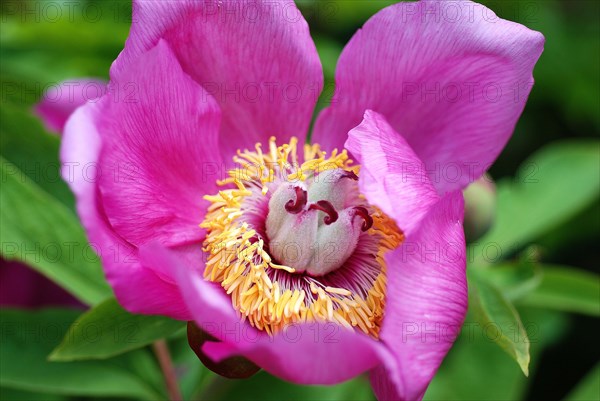 Pivoine mâle