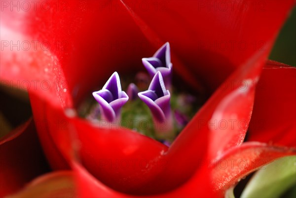 Neoregelia carolinae