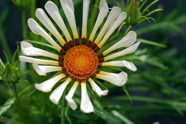 Gazania rigens