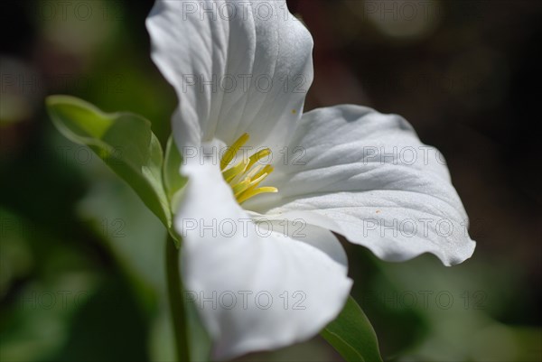 Trillium grandiflorum