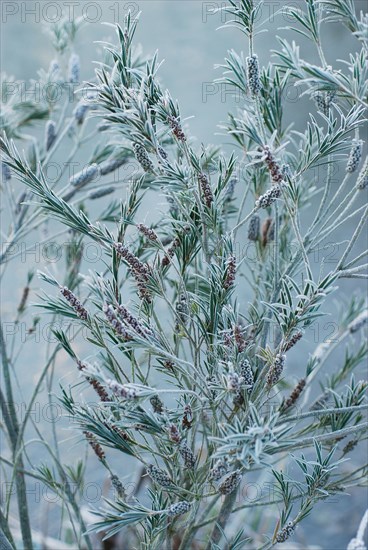 Bottle brush in winter