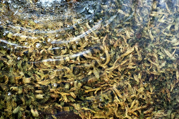 Algues au fond d'un ruisseau