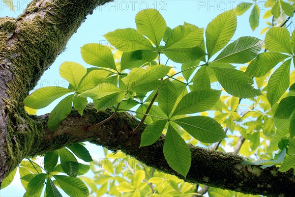 Horse-chestnut