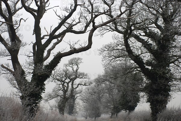 Chedworth oaks
