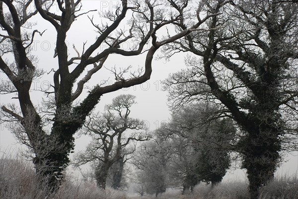 Chênes de la réserve naturelle de Chedworth