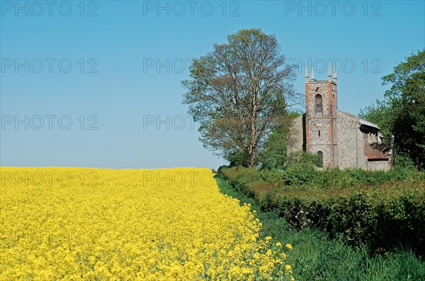 St. Mary, Carleton Forehoe. Norfolk. Springtime with rape field