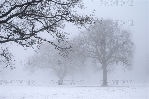 Paysage enneigé