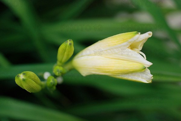 Daylily