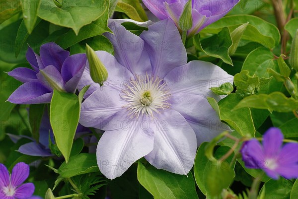 Clematis