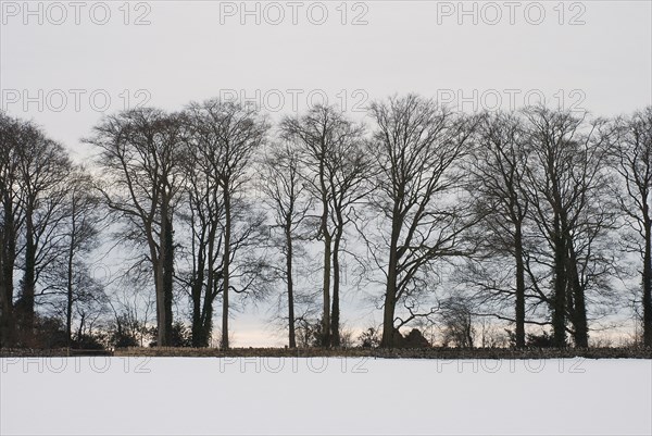 Snowy landscape