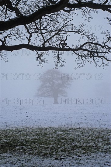 Paysage enneigé