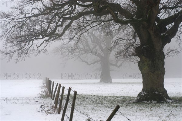 Snowy undergrowth