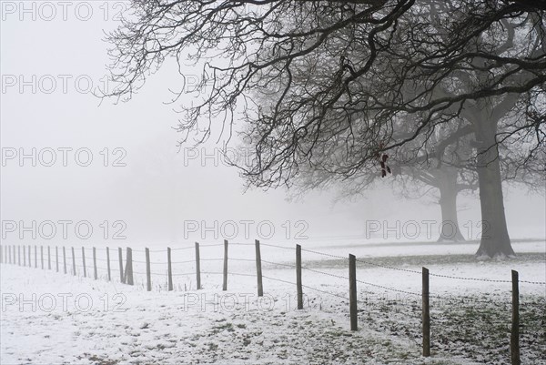 Snowy undergrowth