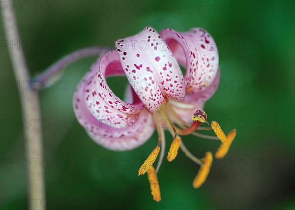 Lilium martagon