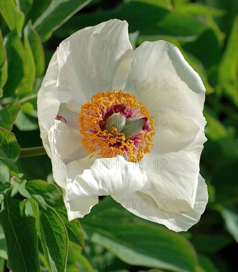 Pivoine blanche