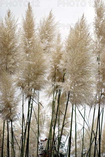 Cortaderia selloana