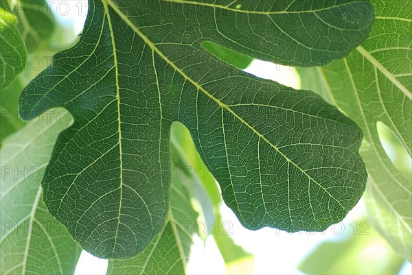 Détail d'une feuille de figuier