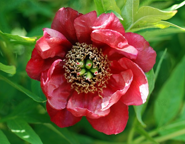 Paeonia delavayi