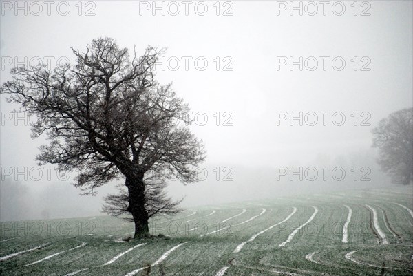 Brouillard dans un parc anglais du Norfolk