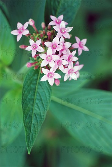 Pentas lanceolata