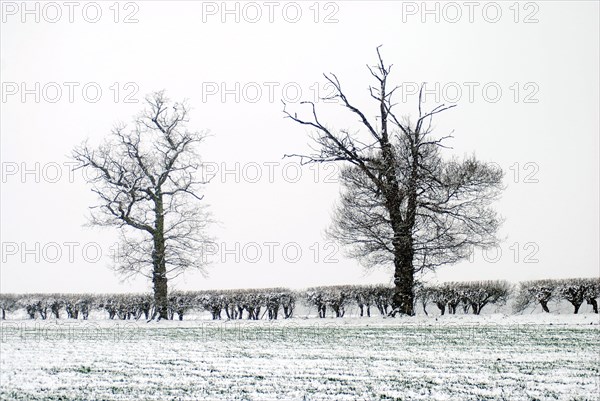 Snowy landscape