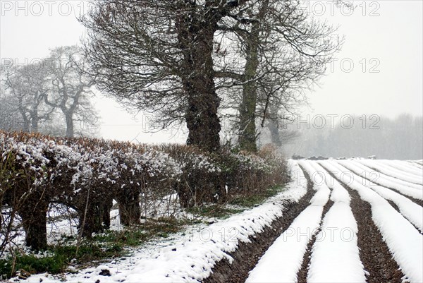 Paysage enneigé