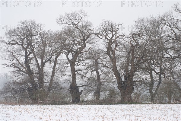 Snowy landscape