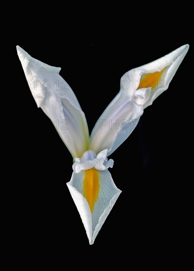 White Iris