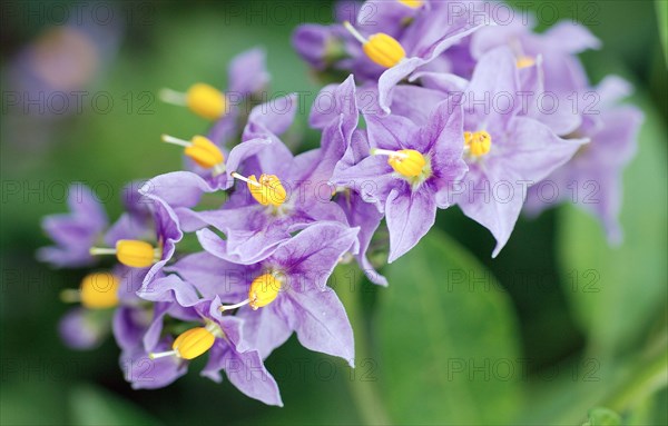 Solanum jasminoide mauve