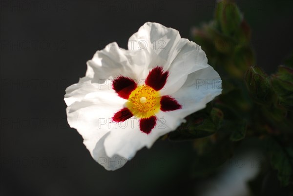 Cistus x aguilarii 'Maculatus'