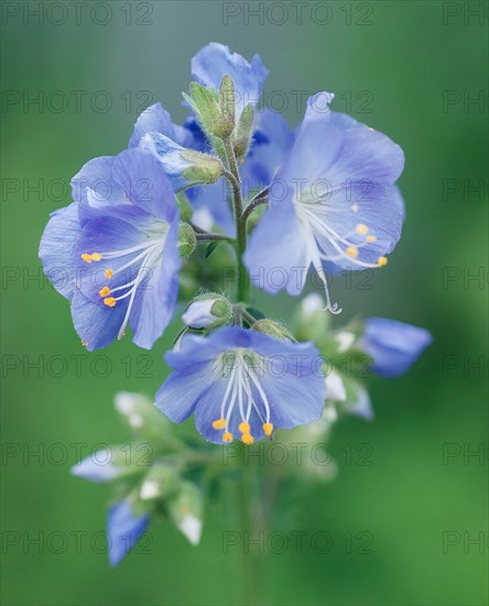 Polemonium caeruleum