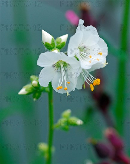 Polemonium caeruleum ‘White Pearl’