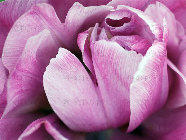 Pink Tulip