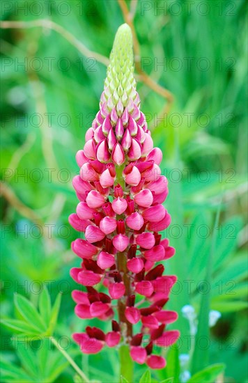 Lupinus