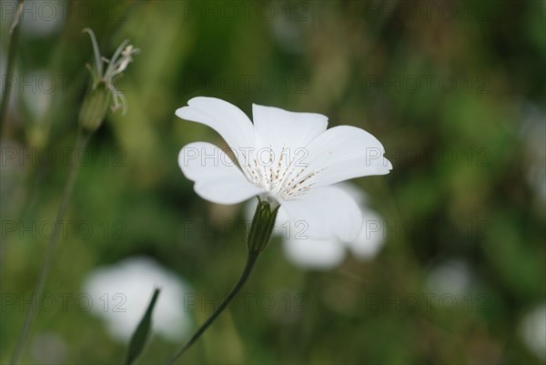 Agrostemma githago ‘Ocean Pearl’.