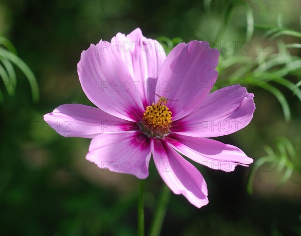 Cosmos rose