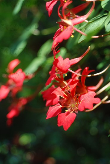 Tropaeolum speciosum