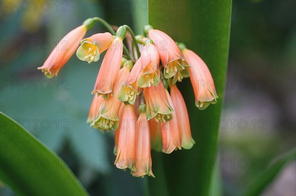 Clivia nobilis