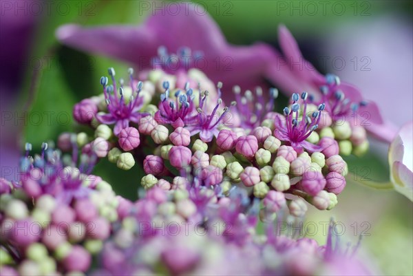 Pink Hydrangea