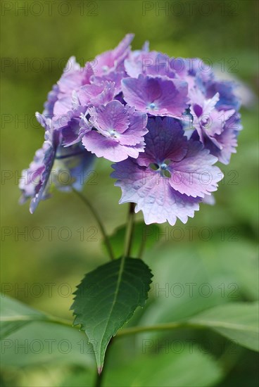 Hortensia à fleurs dentelées