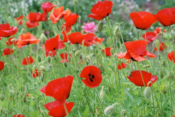 Champ de Coquelicots