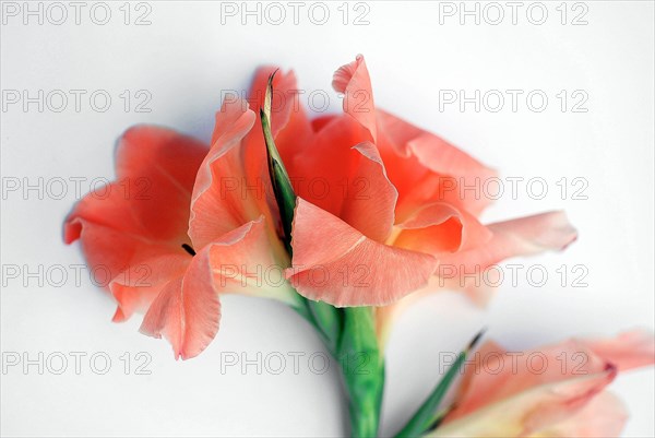 Gladiolus