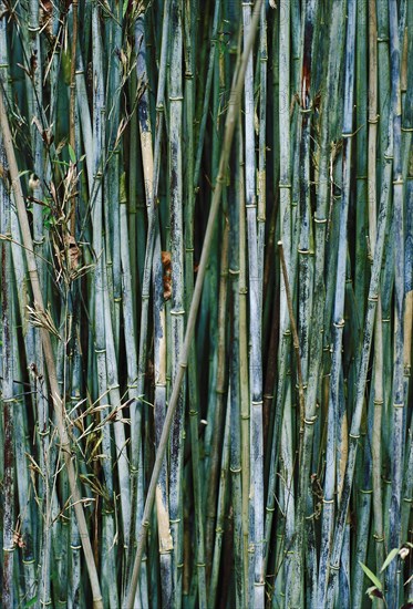 Bamboo